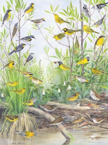 Warblers of the Understory   in Shop